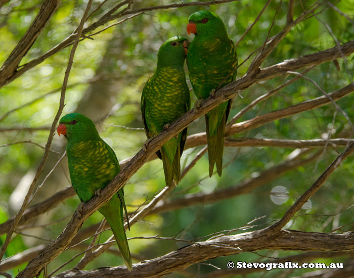 Scarly-breasted Lorikeets