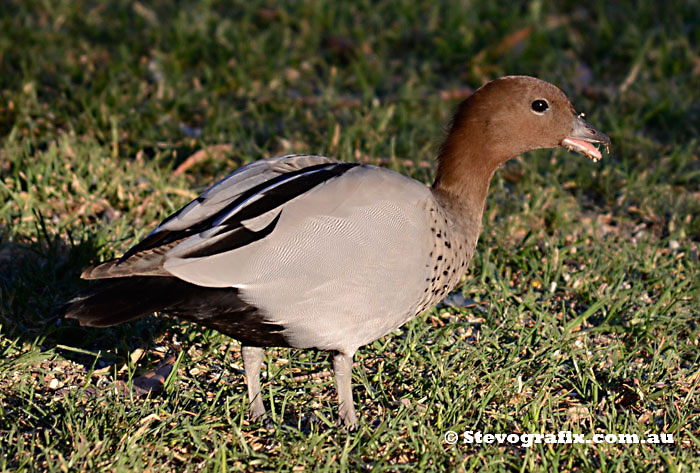 maned Duck (Wood duck) - Male