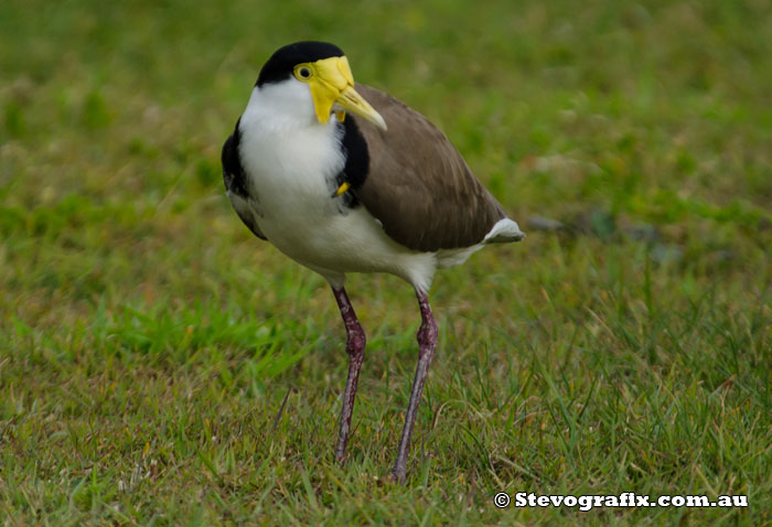 Masked Lapwing or Spur-wing Plover