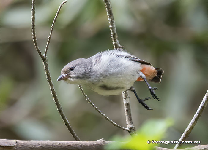 Mistletoebird Female in flight