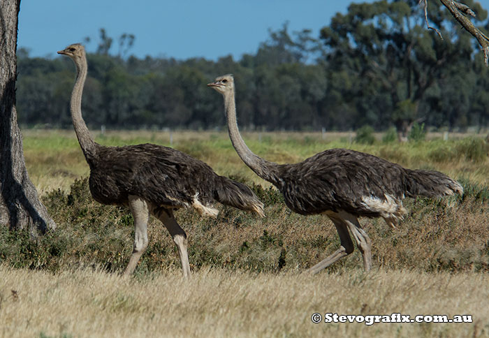 Female Ostrichs