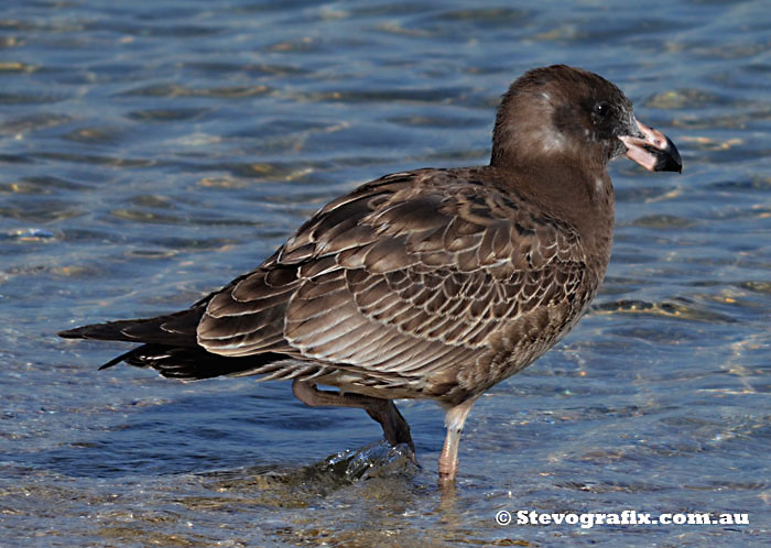 Juvenille Pacific Gull at Port Phillip Bay, Melbourne, Vic
