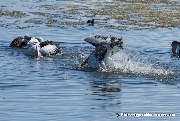 Male Pelican courting females