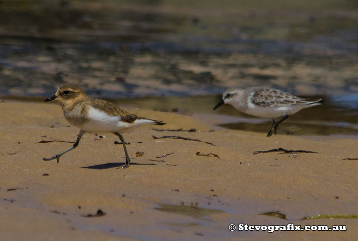 Double-barred Plover & Red-necked Stint