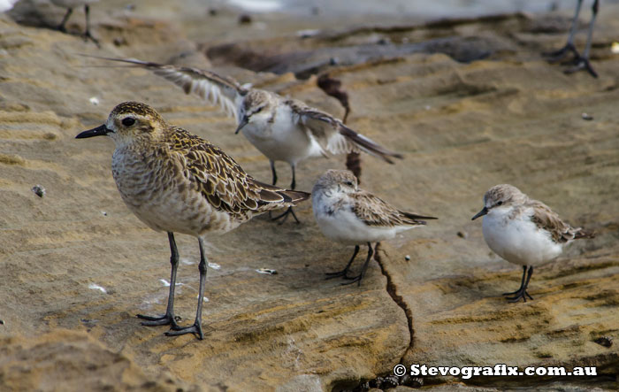 Pacific Golden Plover and Red-necked Stints