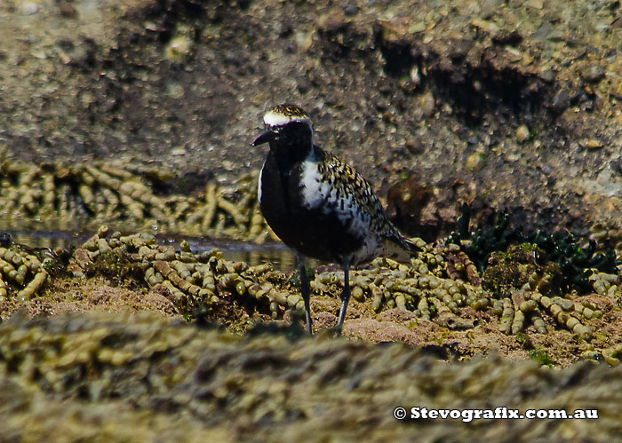 Pacific Golden Plover almost breeding colours