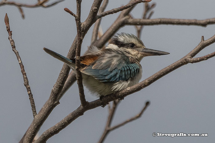 Red-backed Kingfisher