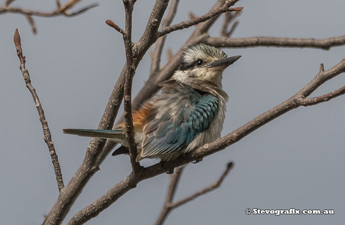 Red-backed Kingfisher