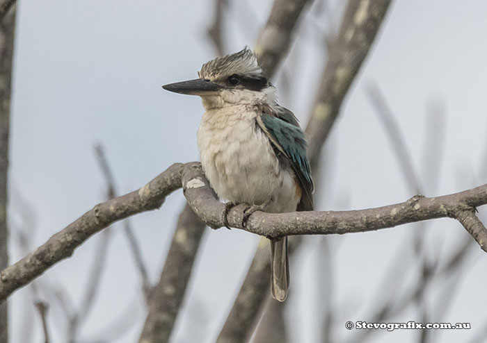 Red-backed Kingfisher