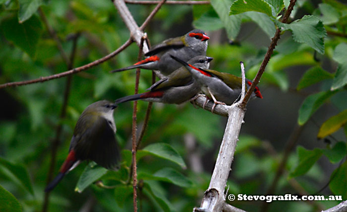 Red-browed Finch Family