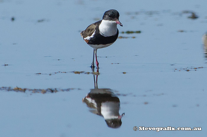 Red-kneed Dotterel