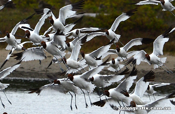 Red-necked Avocets landing