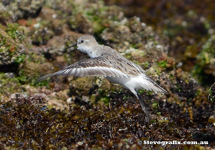 Red-necked Stint taking off