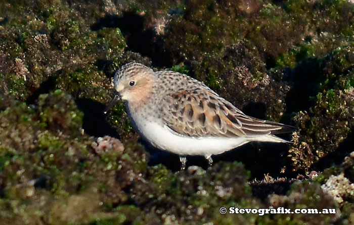 Red-necked Stint in non-breeding colours