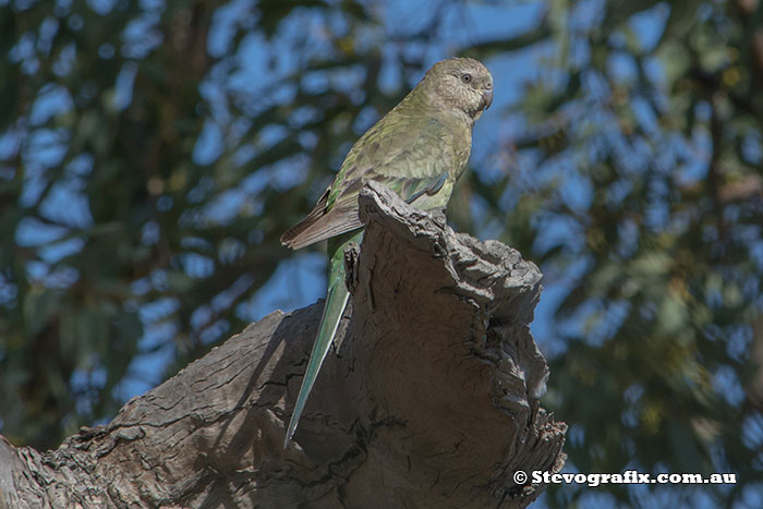 Female Red-rumped Parrot