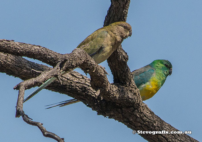 FPair Red-rumped Parrots