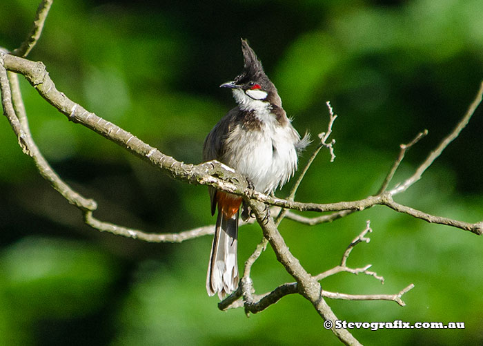 Red-wiskered Bulbul