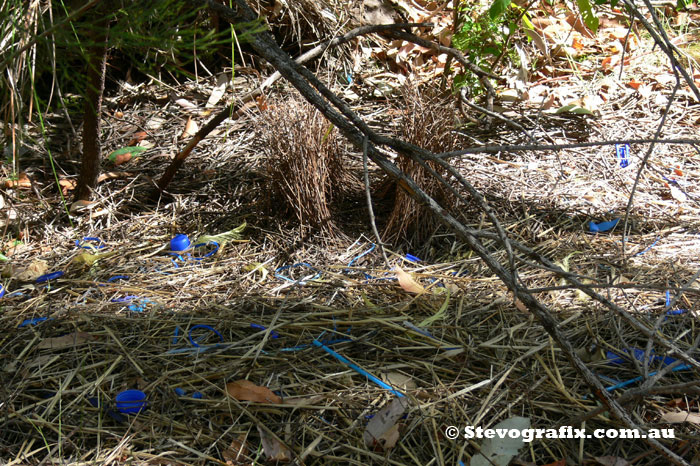 Satin Bowerbird Bower