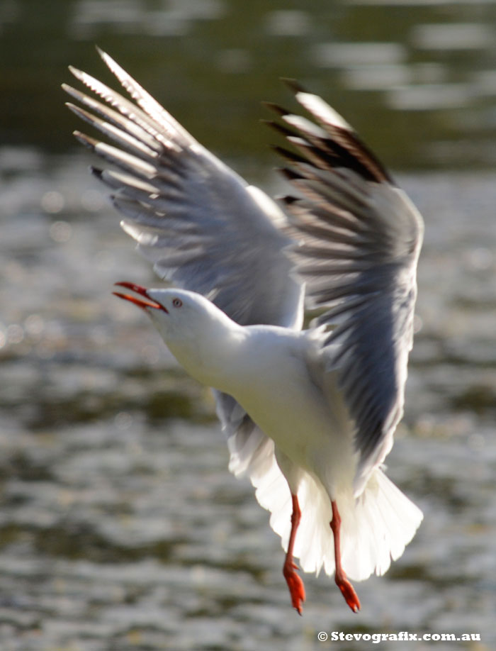 Silver seagull arial acrobatics