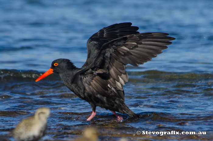Sooty Oystercatcher stretching wings