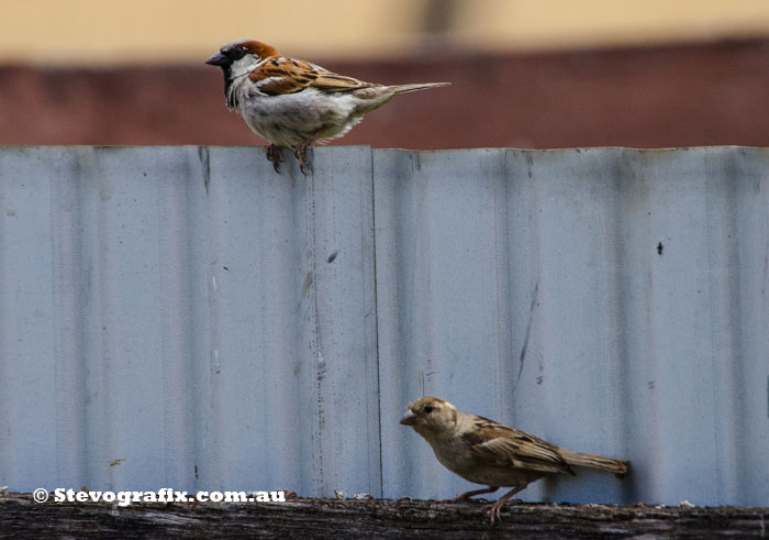 Pair of House Sparrows