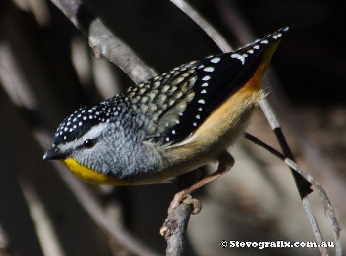 Spotted Pardalote male
