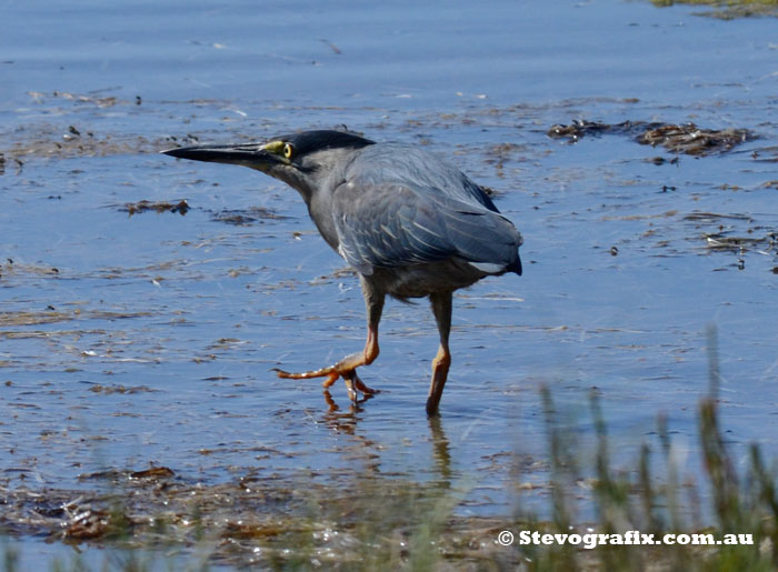Striated Heron searching for food