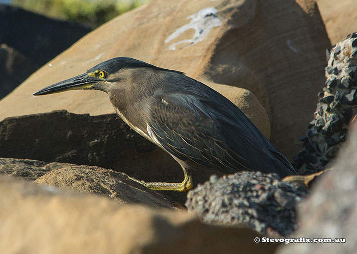 Striated Heron