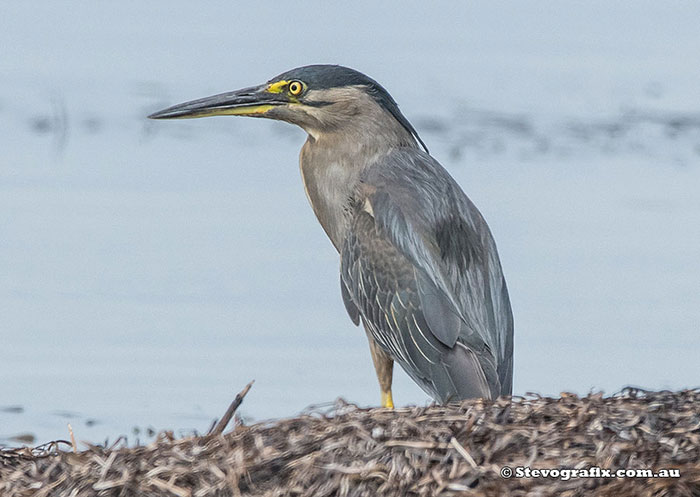 Striated Heron