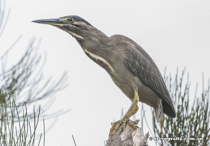 Striated Heron