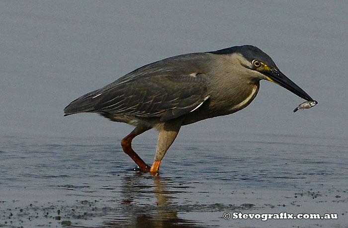 Striated Heron with a fish