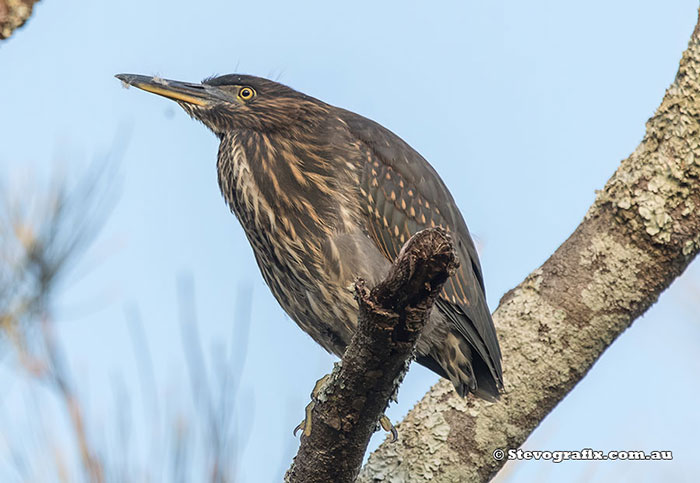 Striated Heron