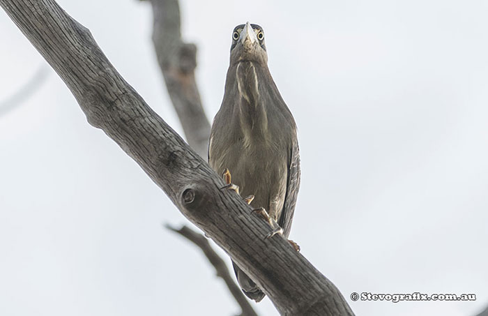 Striated Heron