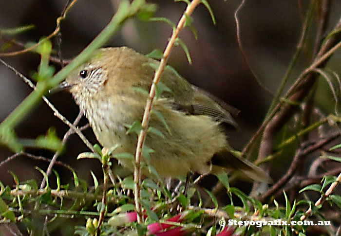 Striated Thornbill at Bambara Forest
