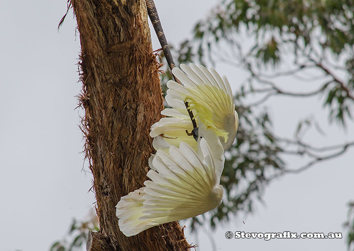 Sulphur-crested Cockatoo trying to pull Goanna out of tree