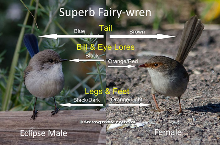 Superb Fairy-wrens described