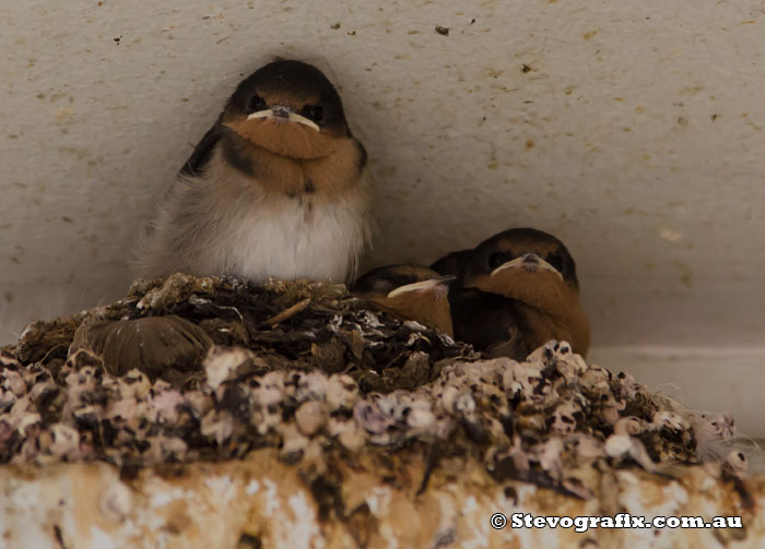 Welcome Swallow chicks in nest