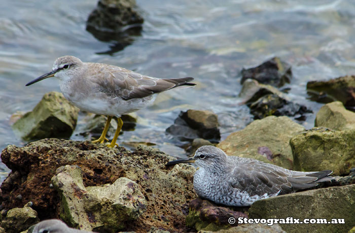 Grey-tailed Tattlers, non-breeding colours at top and breeding colours below.