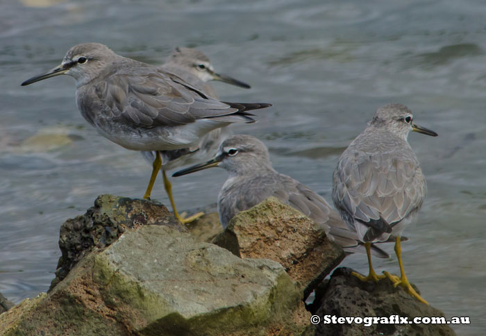 A group of Grey-tailed Tattlers