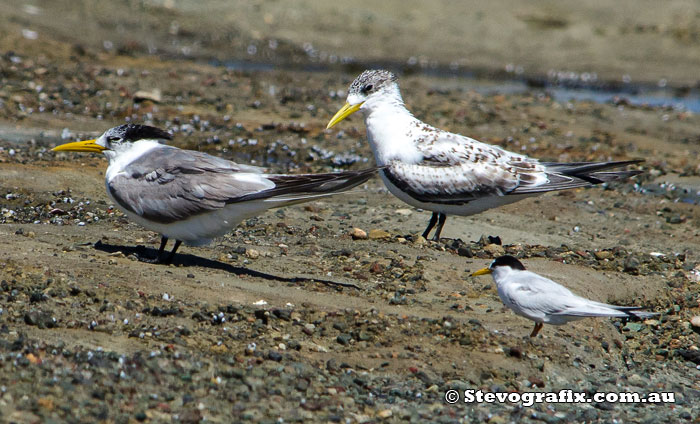 Adult & immature Crested Terns with Little Tern