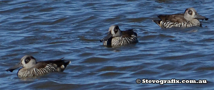 a trio of Pink-eared Ducks