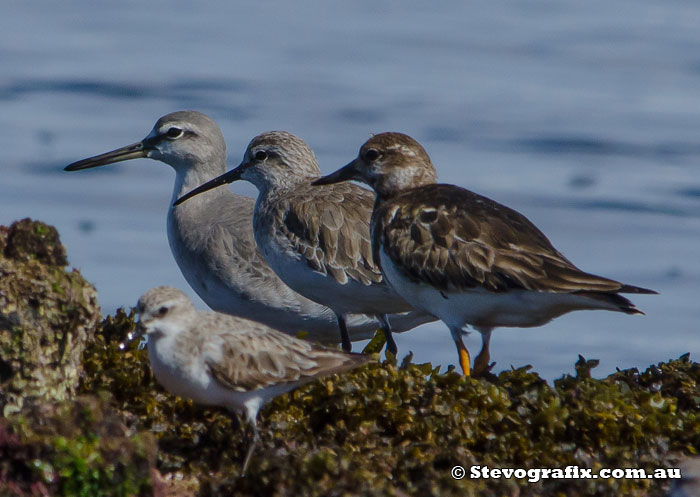 Grey-tailed Tattler, Curlew Sandpiper and Ruddy Turnstone
