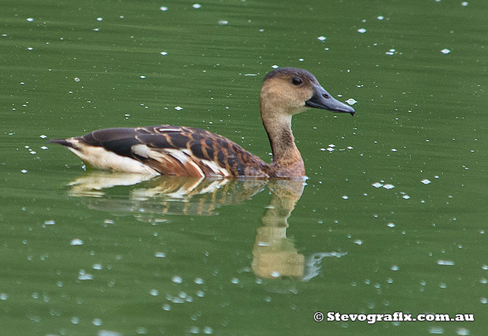 Wandering Whistling-duck