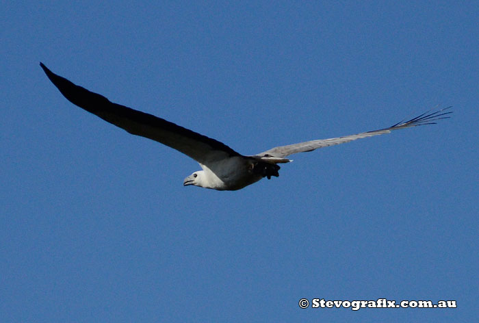 adult White-bellied Sea-Eagle in flight