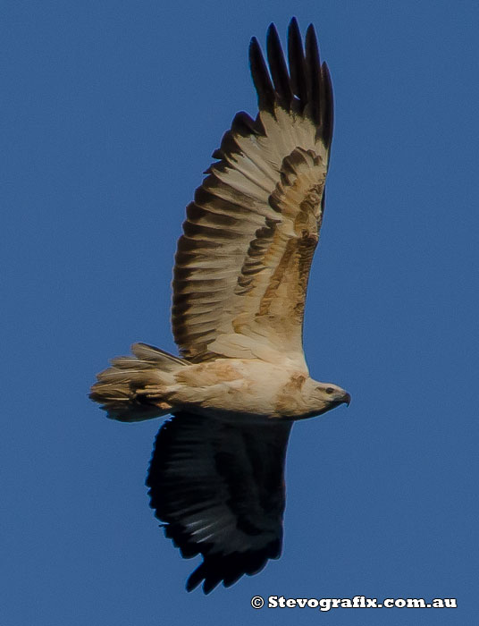 Young White-bellied Sea-Eagle in flight at Budgewoi