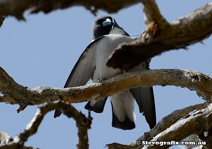 White-breasted Woodswallows mating