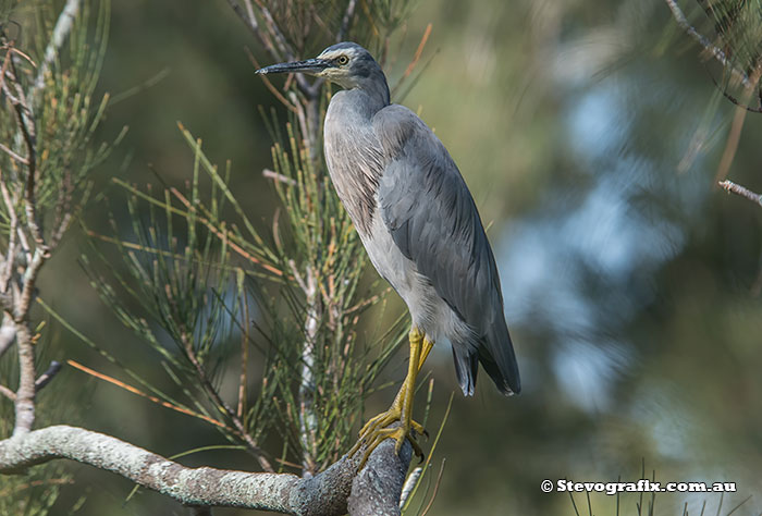 White-faced Heron