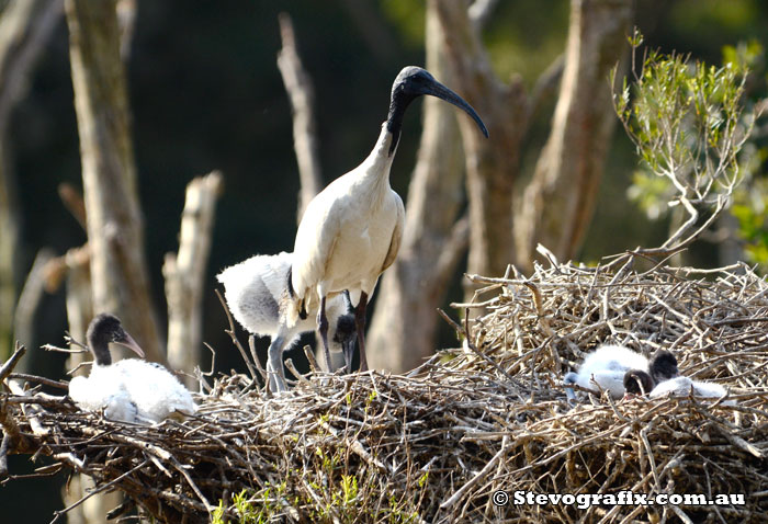 Australian White Ibis Nest Hunter Wetlands