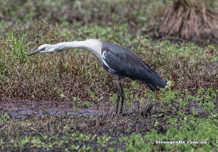 White-necked Heron