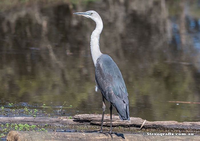 White-necked Heron